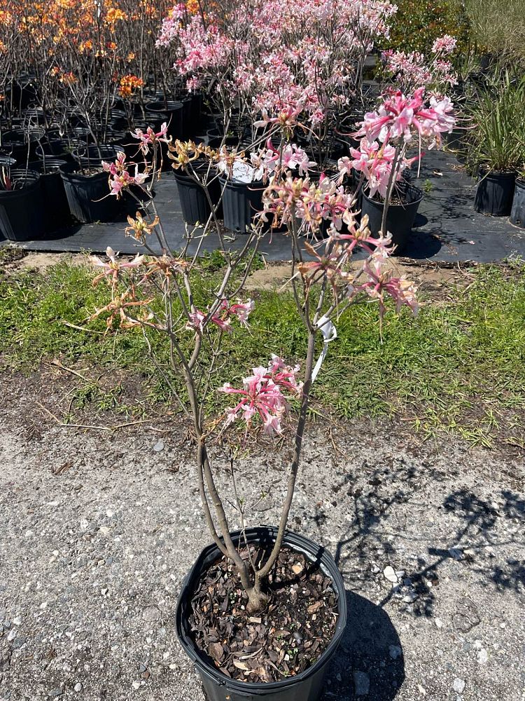 rhododendron-spring-sensation-azalea
