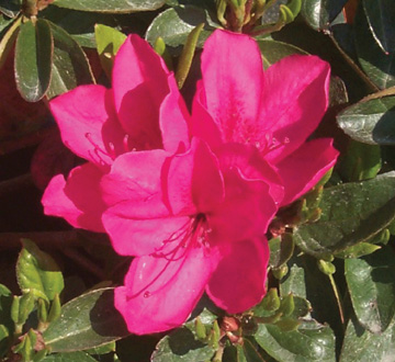 rhododendron-sunglow-azalea