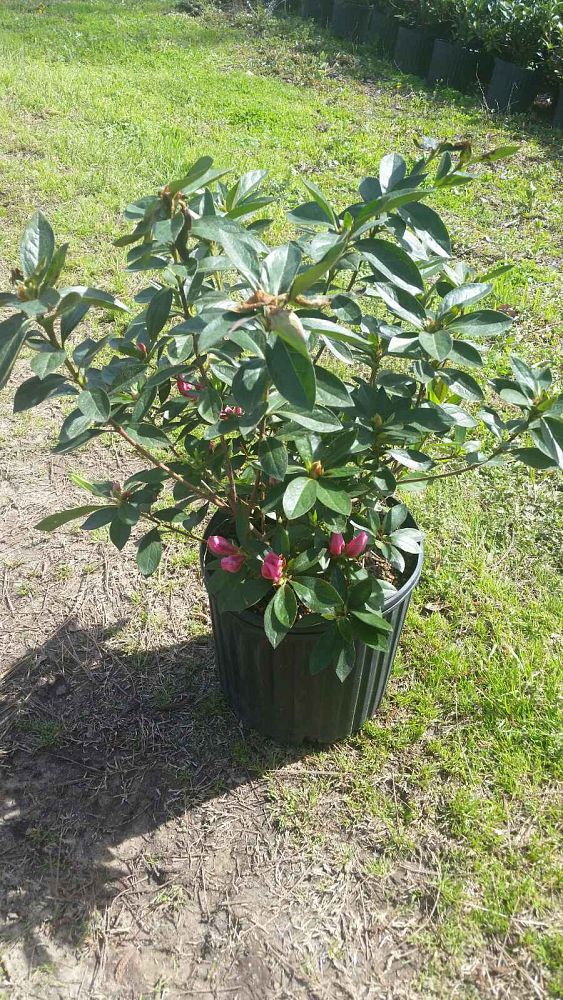 rhododendron-sunglow-azalea