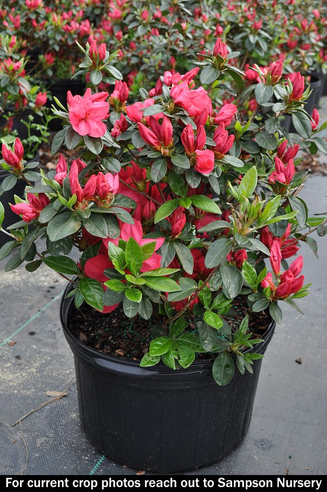 rhododendron-sunglow-azalea