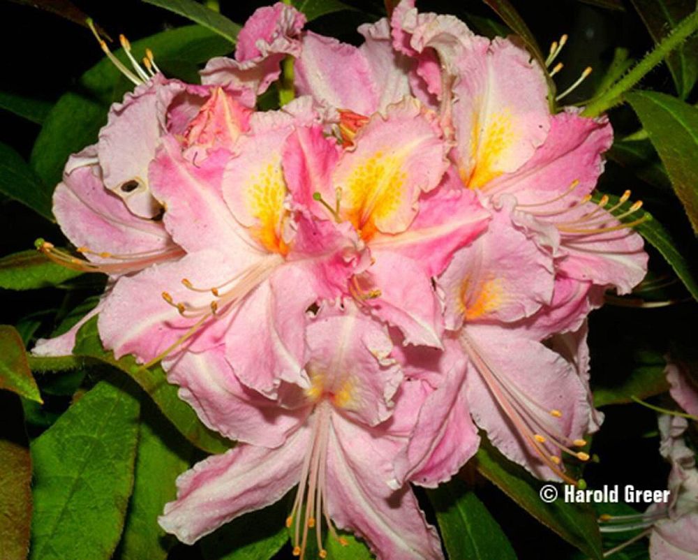 rhododendron-tri-lights-azalea