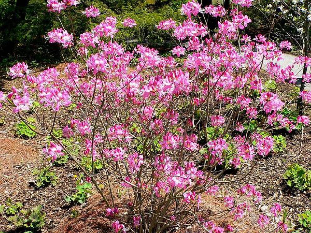 rhododendron-vaseyi-pinkshell-azalea