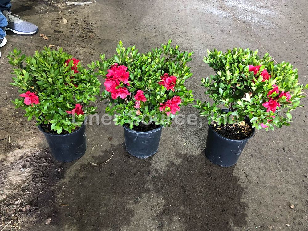 rhododendron-vivid-azalea
