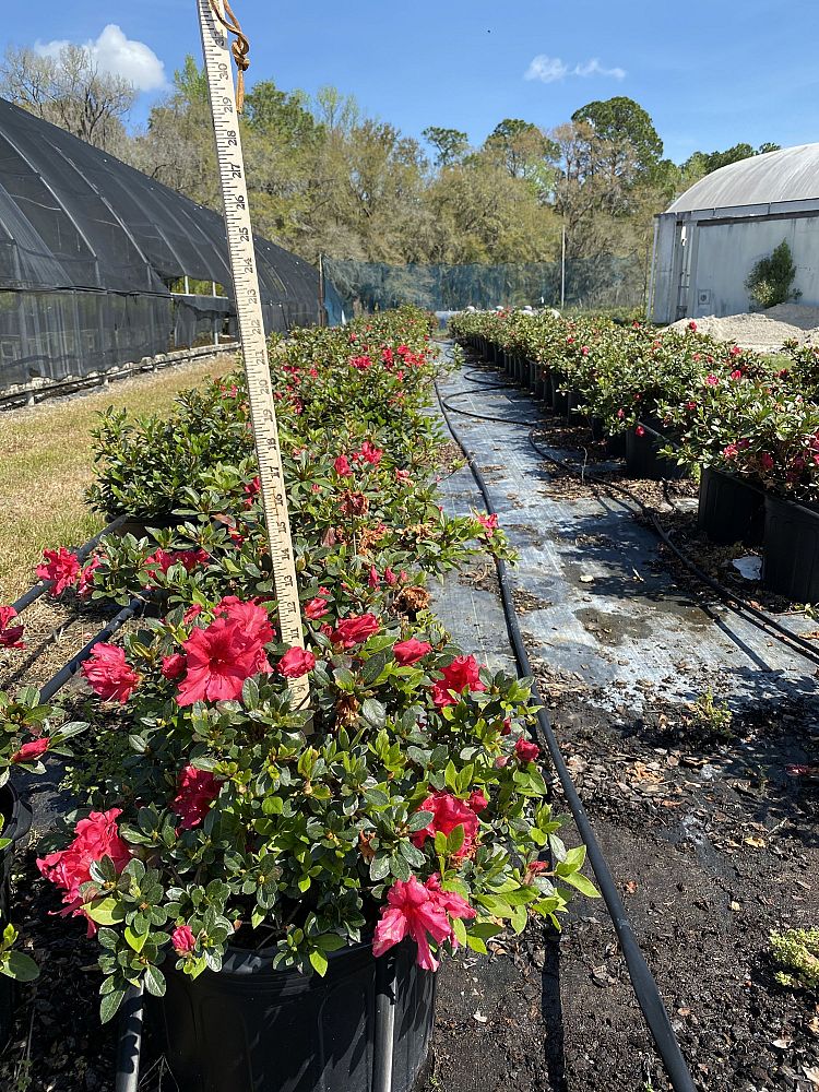 rhododendron-vivid-azalea