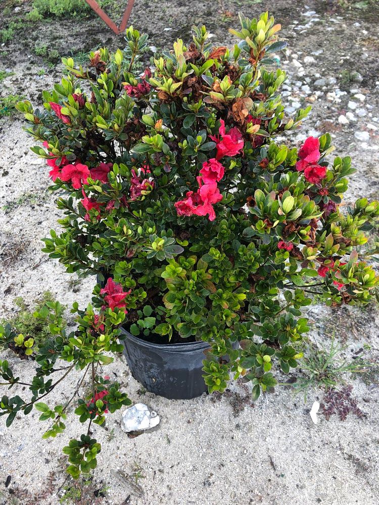 rhododendron-vivid