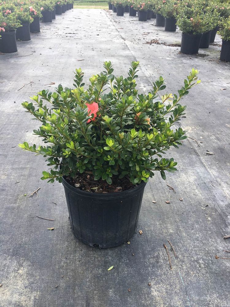 rhododendron-wakaebisu-satsuki-azalea
