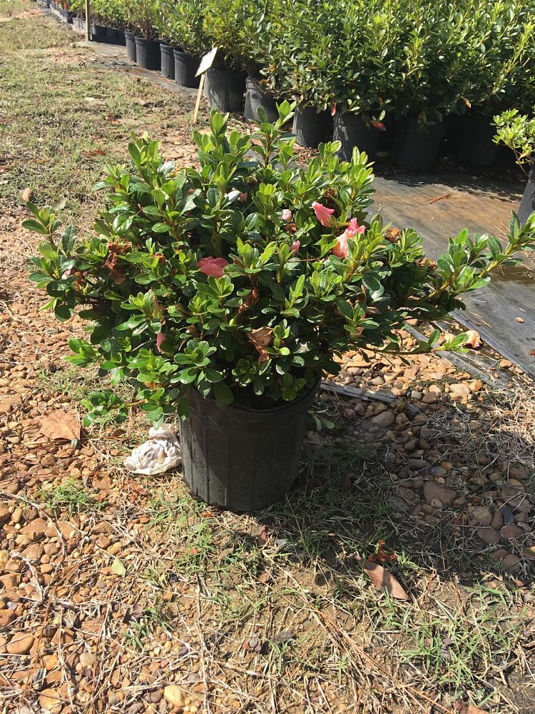 rhododendron-watchet-robin-hill-azalea