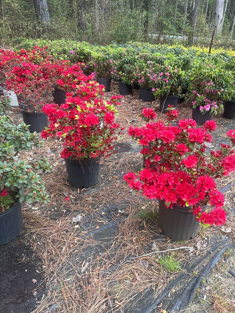 rhododendron-wolfpack-red-harris-azalea
