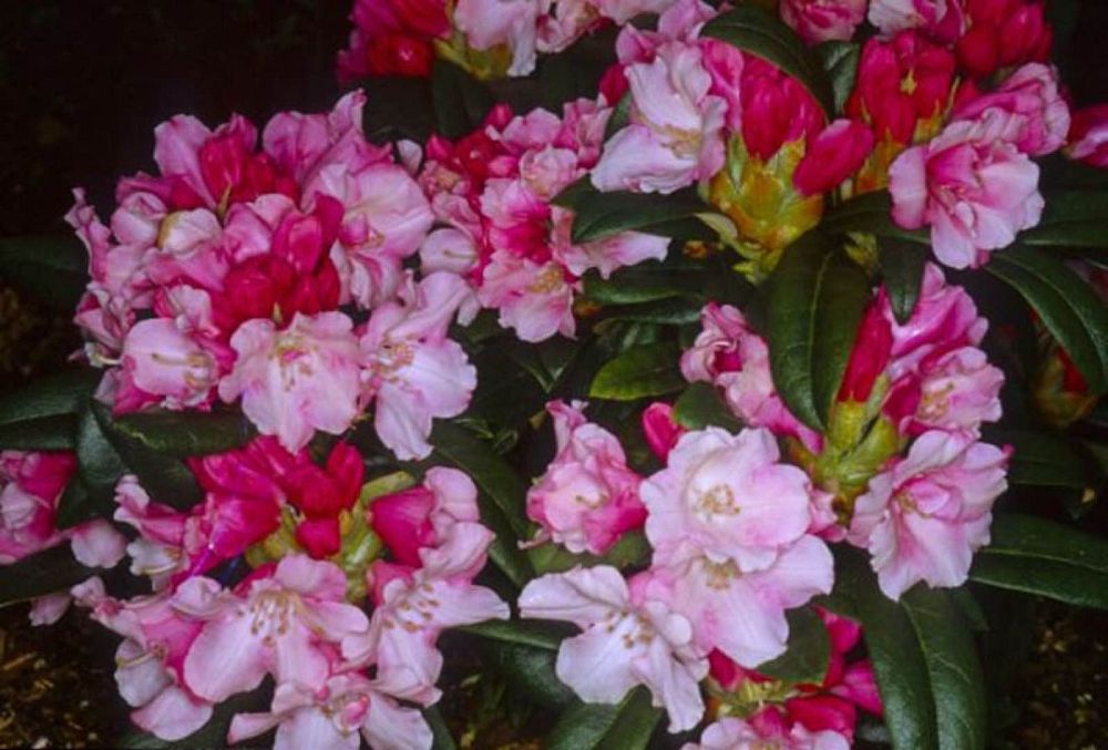rhododendron-yakushimanum-mardi-gras