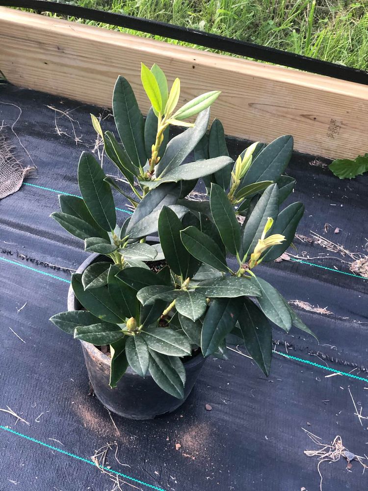 rhododendron-yakushimanum-percy-wiseman