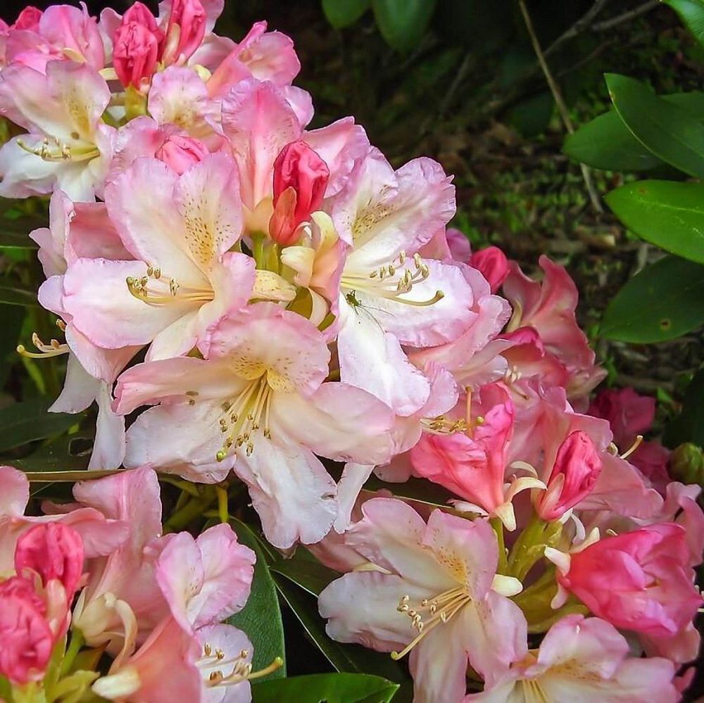 rhododendron-yakushimanum-percy-wiseman
