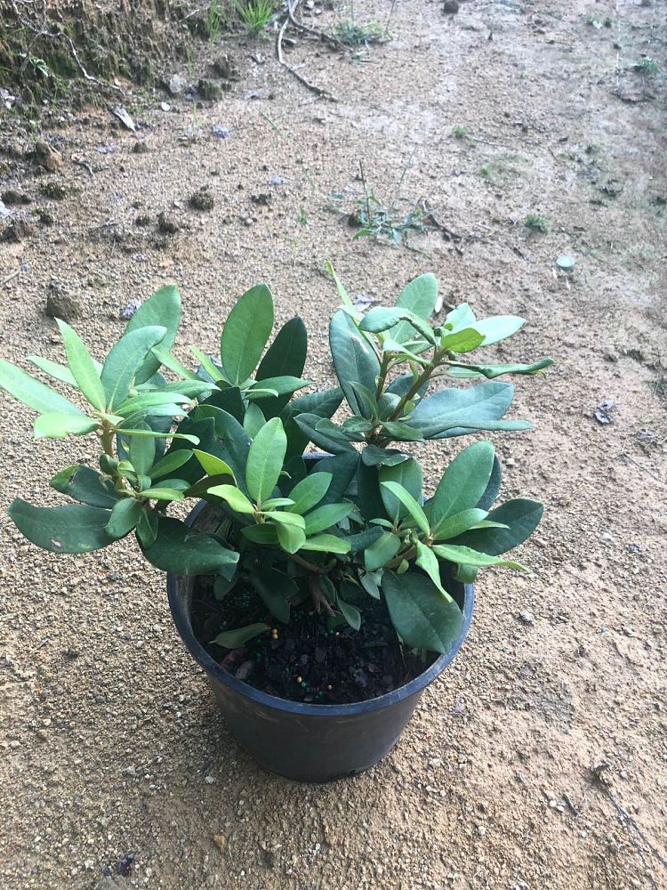 rhododendron-yakushimanum-skookum