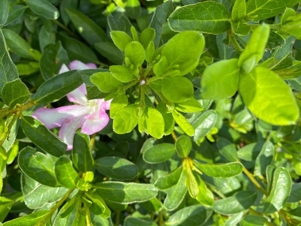 rhododendron-yedoense-poukhanense-korean-deciduous-azalea