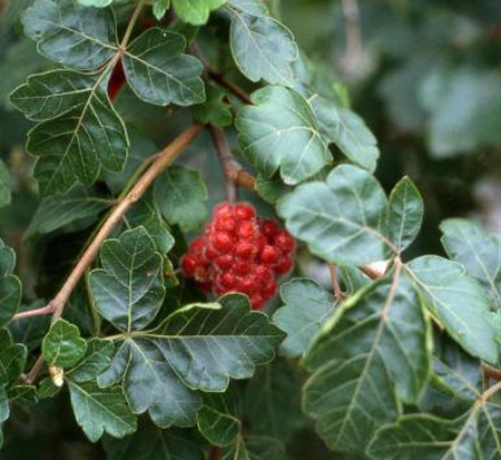 rhus-aromatica-gro-low-fragrant-sumac