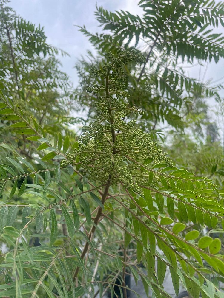 rhus-copallinum-latifolia-winged-sumac
