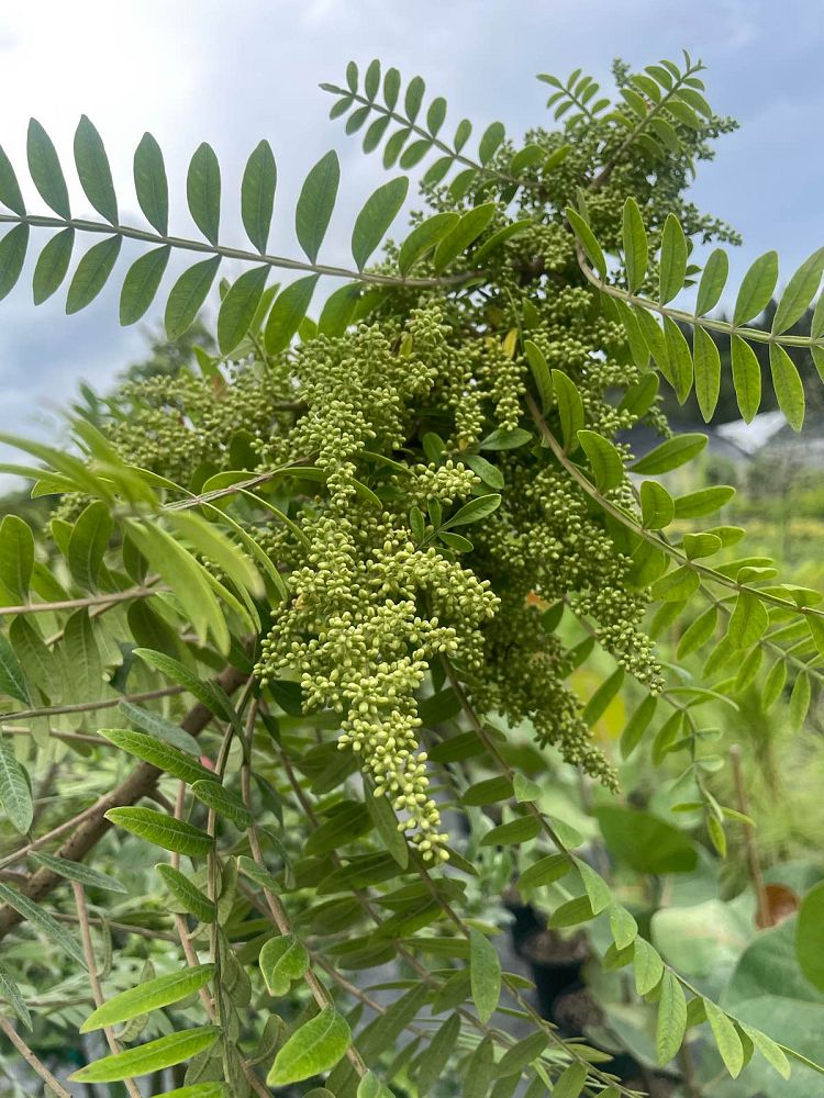 rhus-copallinum-latifolia-winged-sumac