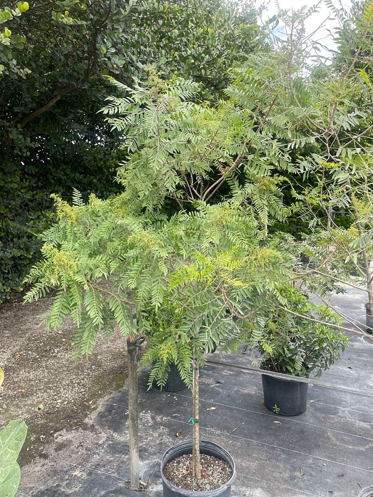 rhus-copallinum-latifolia-winged-sumac