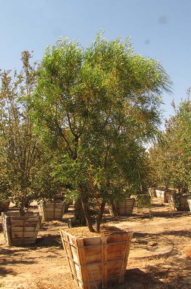 rhus-lancea-african-sumac