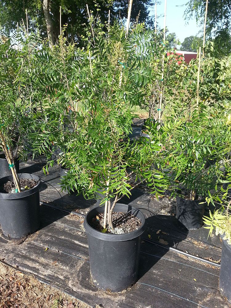 Baker Native Tree Farm