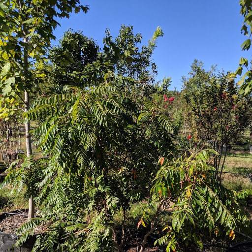 rhus-lanceolata-flame-leaf-sumac