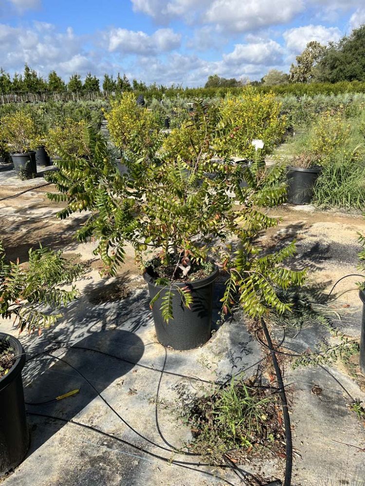 rhus-lanceolata-flame-leaf-sumac