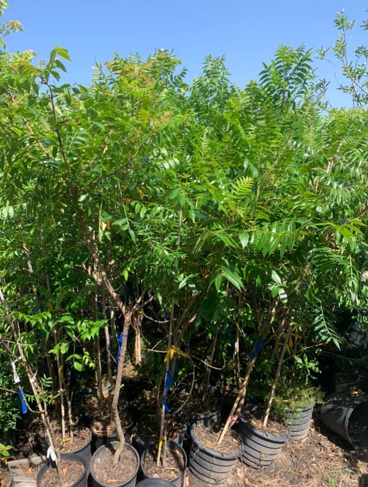 rhus-trilobata-aromatic-sumac-fragrant-sumac-pole-cat-bush-skunkbush-sumac-squawbush-sumac-three-leaf-sumac