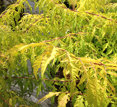 rhus-typhina-bailtiger-tiger-eyes-reg-sumac