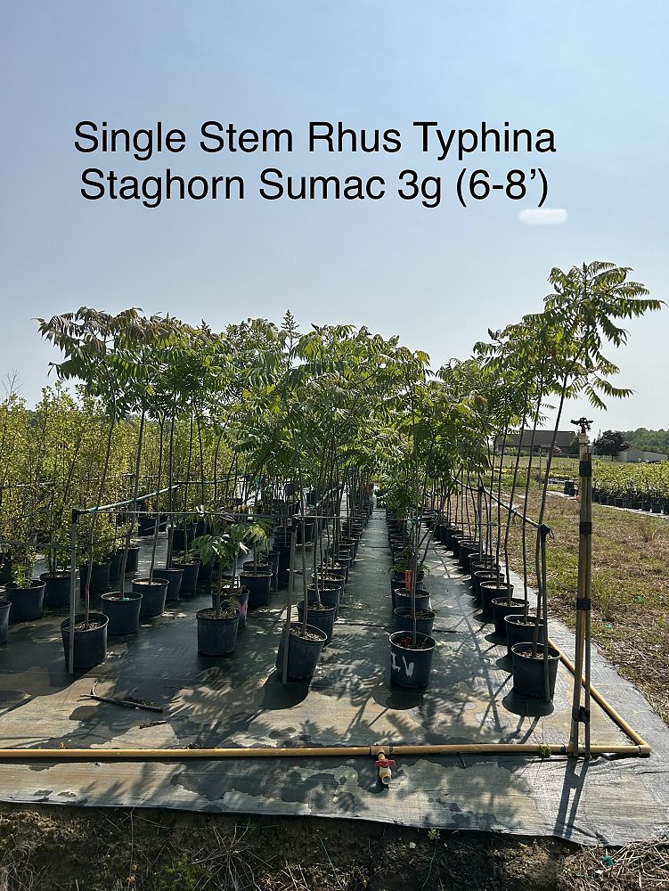 rhus-typhina-velvet-sumac-staghorn-sumac