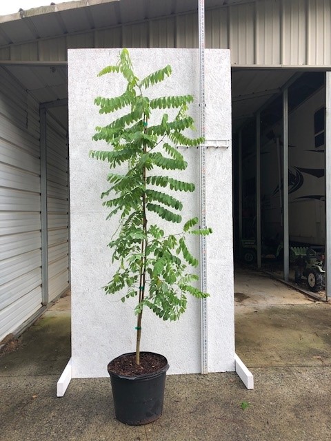 robinia-pseudoacacia-black-locust