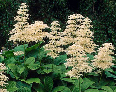 rodgersia-aesculifolia-fingerleaf-rodgersia
