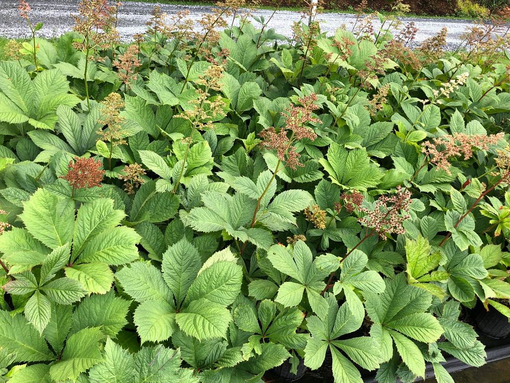 rodgersia-aesculifolia-fingerleaf-rodgersia