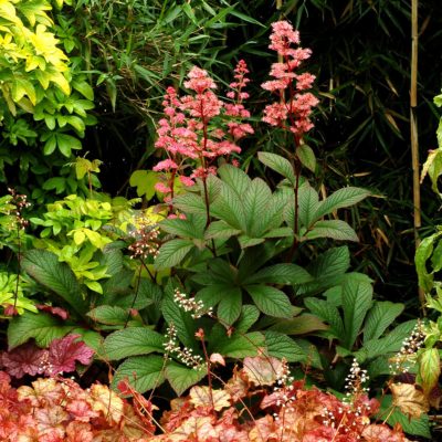 rodgersia-bronze-peacock