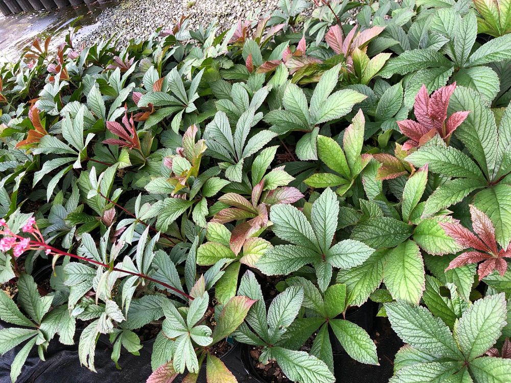 rodgersia-bronze-peacock
