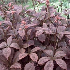 rodgersia-chocolate-wing