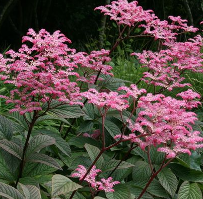 rodgersia-henrici-cherry-blush-rodgers-flower-fingerleaf-rodgersia