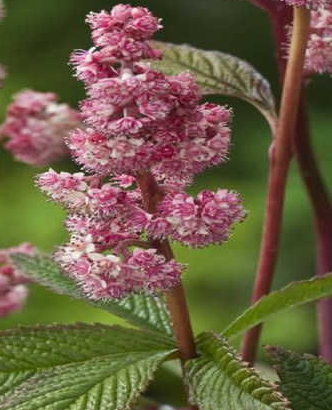 rodgersia-pinnata-dark-pokers-featherleaf-rodger-s-flower