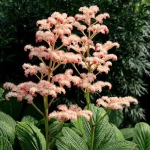 rodgersia-pinnata-die-schone-featherleaf-rodger-s-flower