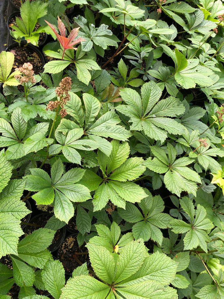 rodgersia-pinnata-die-schone-featherleaf-rodger-s-flower