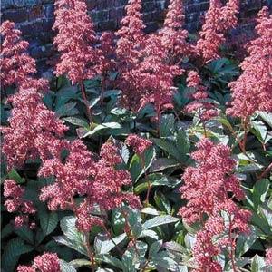 rodgersia-pinnata-superba-featherleaf-rodger-s-flower