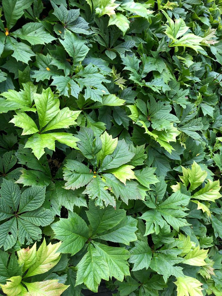 rodgersia-pinnata-superba-featherleaf-rodger-s-flower