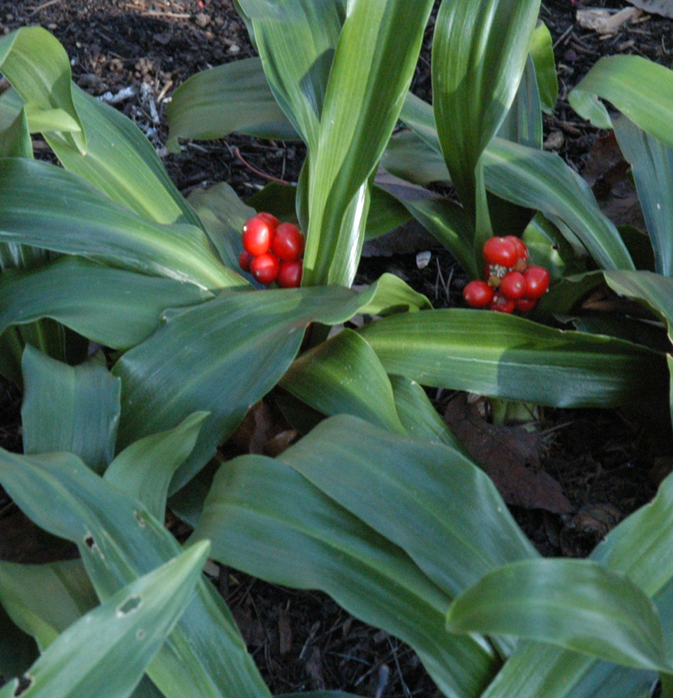 rohdea-japonica-sacred-lily