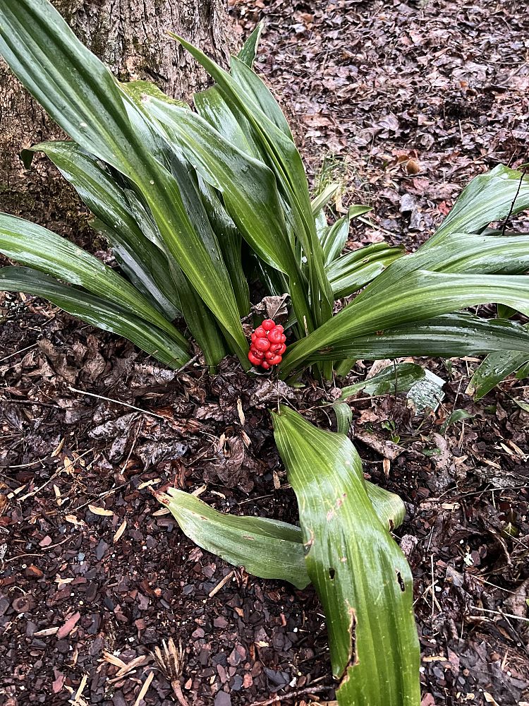 rohdea-japonica-sacred-lily