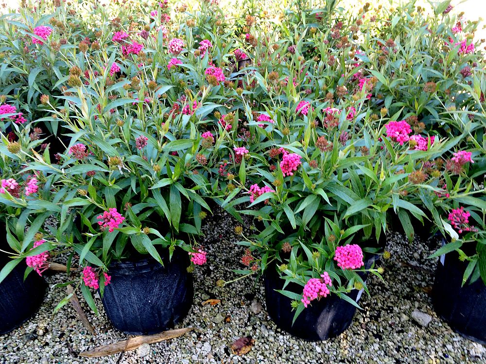rondeletia-leucophylla-panama-rose