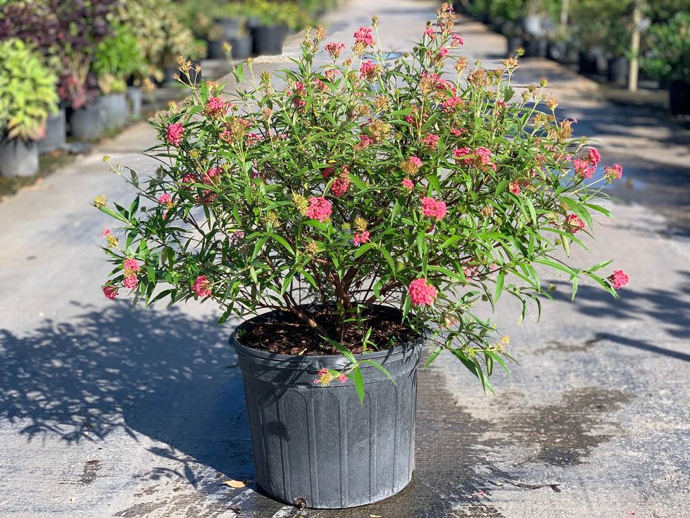 rondeletia-leucophylla-panama-rose