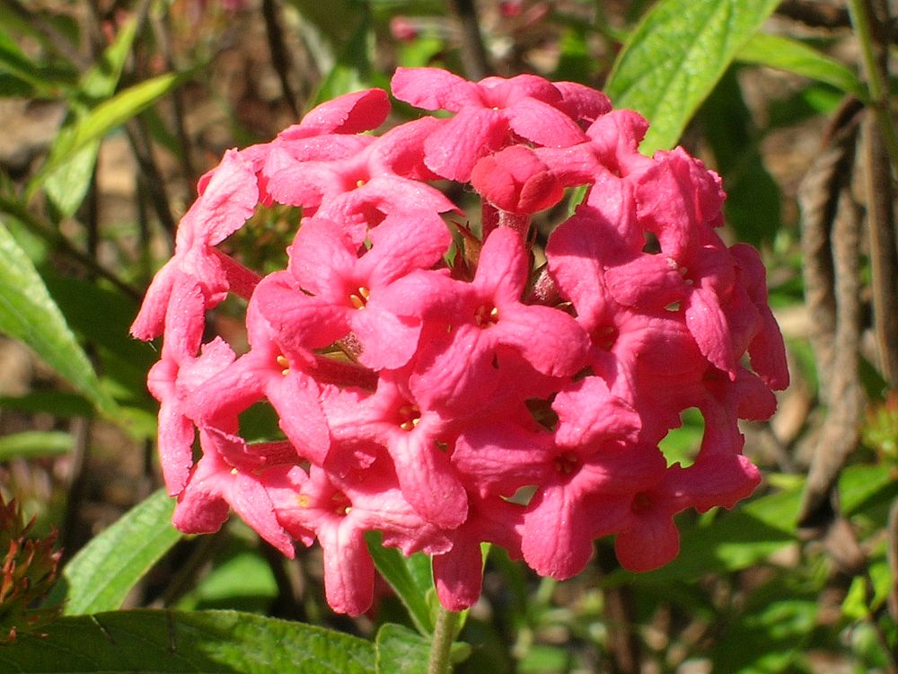 rondeletia-leucophylla-panama-rose