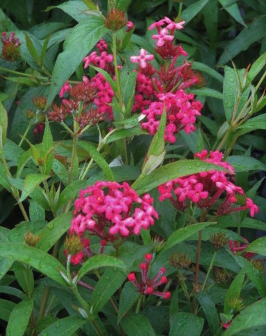rondeletia-leucophylla-panama-rose