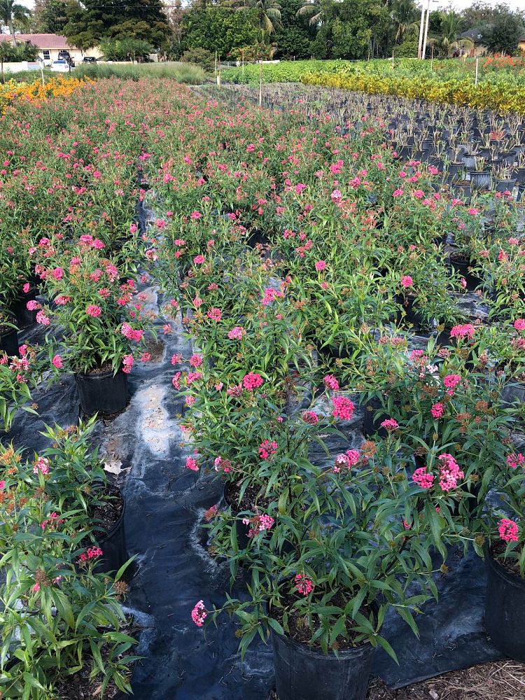 rondeletia-leucophylla-panama-rose