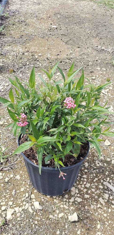 rondeletia-leucophylla-panama-rose