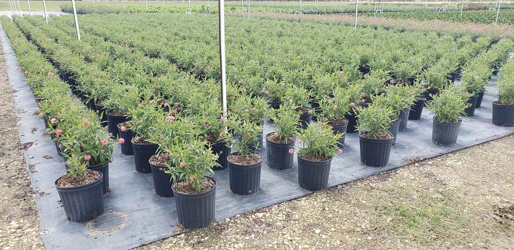 rondeletia-leucophylla-panama-rose