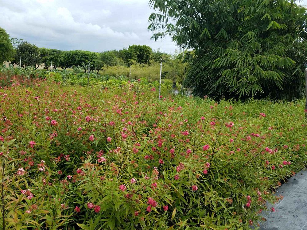rondeletia-leucophylla-panama-rose